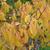 Leaves in fall