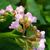 Bergenia cordifolia