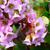 Bergenia cordifolia flower