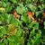 Bergenia cordifolia leaves in mass planting