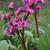 Bergenia cordifolia 'Purpurea'