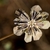 Berlandiera lyrata