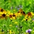 Berlandiera lyrata