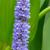 Pontederia cordata