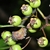 Berries in June in Arkansas County, Arkansas