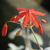 Bessera elegans behind flower