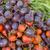 Beta vulgaris (Garden Beet Group)