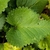 Heart-shaped leaves with serrate margins.