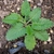 Small tight plant with heart-shaped leaves.