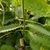 Narrow leaves with serrate margins. Different from basal leaves