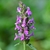 Betonica officinalis