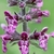 Close-up on the whorls of small flowers.