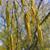 Betula lenta blooms