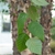 Shoot with alternate ovate leaves.