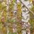 bark
