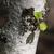 trunk/ bark