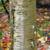 Betula alleghaniensis