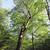 Betula alleghaniensis