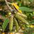 Betula alleghaniensis