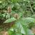 Betula grossa