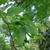 Betula grossa foliage