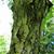 Mature bark