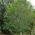 Betula grossa tree