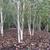 Betula jacquemontii