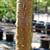 bark