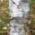 white bark