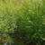 Sweet birch