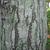 Betula lenta bark