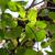 Betula lenta (sweet birch) leaves