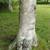 bark