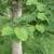 leaves with branch