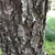 Dark, gray brown bark, slightly exfoliating.