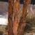Pinkish orange exfoliating back on 3 trunks.
