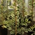 Vatiegated leaves