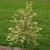 Upright form of the tree