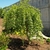 Weeping form of the tree