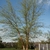 Specimen just leafing out. 3 trunks. Exfoliating bark.