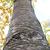 bark