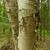 bark