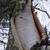 bark