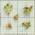 seeds
