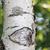 Betula platyphylla var. japonica bark