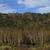Betula platyphylla var. japonica