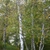 Birch trees with multiple white trunks
