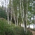 Birch trees with multiple white trunks