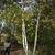 Birch trees with multiple white trunks